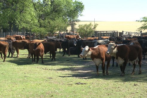 Visita a Estancia La Yunta - Distrito Doll, Dpto Diamante - El bienestar animal toma impulso desde la sanidad