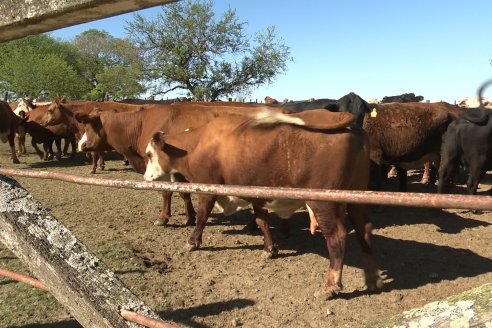 Visita a Estancia La Yunta - Distrito Doll, Dpto Diamante - El bienestar animal toma impulso desde la sanidad