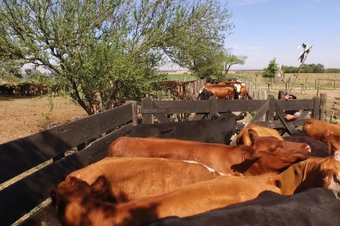 Visita a Estancia La Yunta - Distrito Doll, Dpto Diamante - El bienestar animal toma impulso desde la sanidad