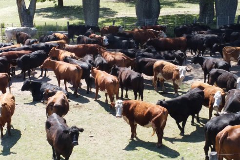 Visita a Estancia La Yunta - Distrito Doll, Dpto Diamante - El bienestar animal toma impulso desde la sanidad