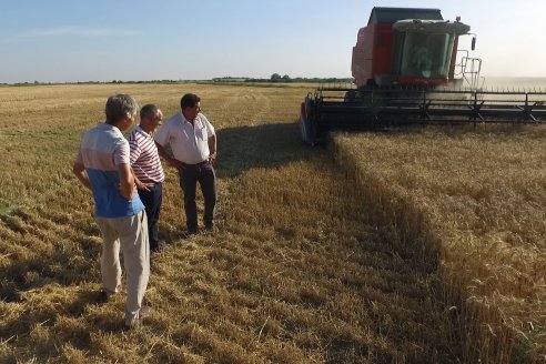 Entonadísima, esta cosecha de trigo puede llegar a ofrecer resultados mucho mejores que los esperados