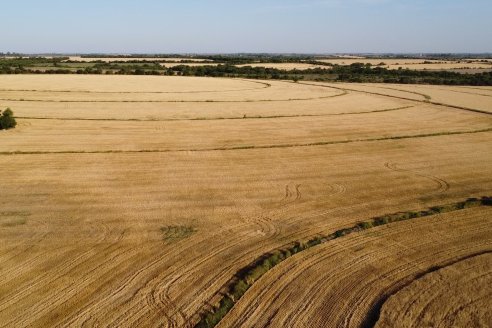 Argentina apunta a los 16,2 millones de toneladas de trigo
