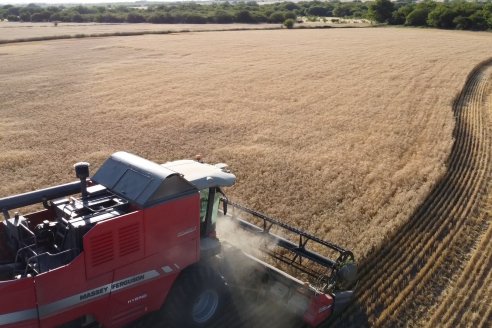 El trigo argentino ya sale a las rutas