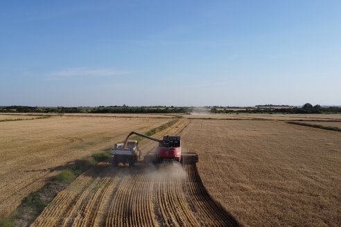 Una buena campaña de trigo entonará las exportaciones