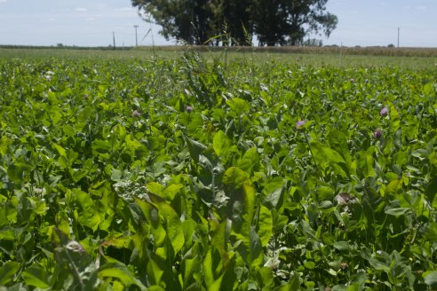 Con foco en la exportación: se viene la primera Jornada de la Cadena Integral de la Alfalfa