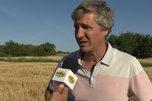 En Viale, Cerini cosecha trigo mínimo 30 quintales y lo hace a buen ritmo