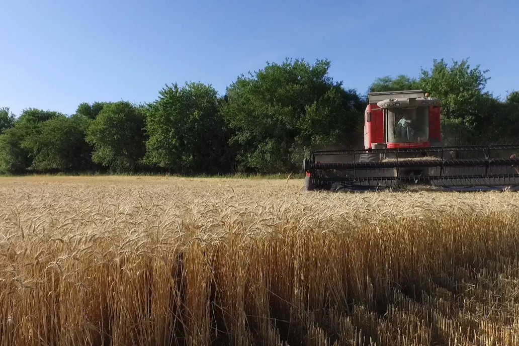 Cereales y oleaginosas se despegaron, no así el maíz contenido por el dólar agro