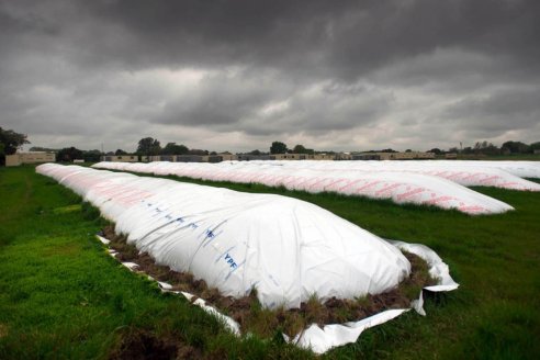 Brindan pautas para la cosecha y el almacenamiento del maíz afectado