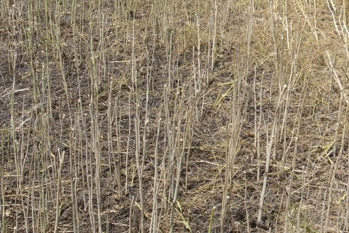 La carinata de Antelo rindió un promedio de 18 quintales a pesar de la seca y las heladas tardías