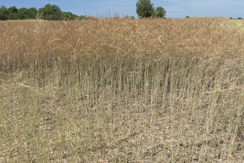 La carinata de Antelo rindió un promedio de 18 quintales a pesar de la seca y las heladas tardías