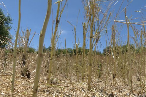 La carinata de Antelo rindió un promedio de 18 quintales a pesar de la seca y las heladas tardías