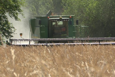 La carinata de Antelo rindió un promedio de 18 quintales a pesar de la seca y las heladas tardías