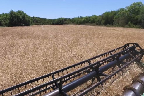 La carinata de Antelo rindió un promedio de 18 quintales a pesar de la seca y las heladas tardías