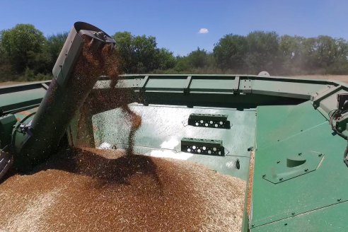 La carinata de Antelo rindió un promedio de 18 quintales a pesar de la seca y las heladas tardías