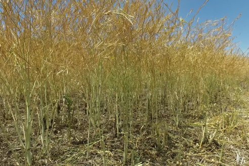 La carinata de Antelo rindió un promedio de 18 quintales a pesar de la seca y las heladas tardías