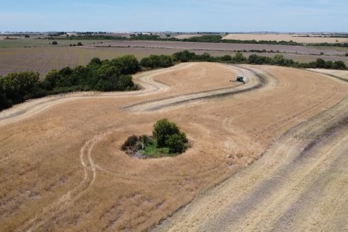 La carinata de Antelo rindió un promedio de 18 quintales a pesar de la seca y las heladas tardías