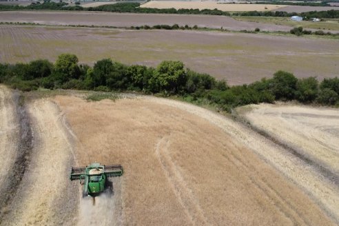 La carinata de Antelo rindió un promedio de 18 quintales a pesar de la seca y las heladas tardías