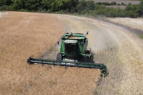 La carinata de Antelo rindió un promedio de 18 quintales a pesar de la seca y las heladas tardías