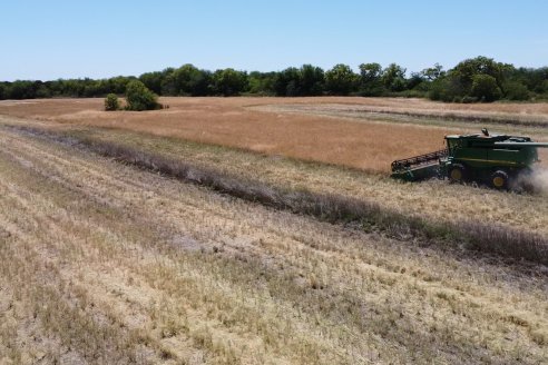 La carinata de Antelo rindió un promedio de 18 quintales a pesar de la seca y las heladas tardías