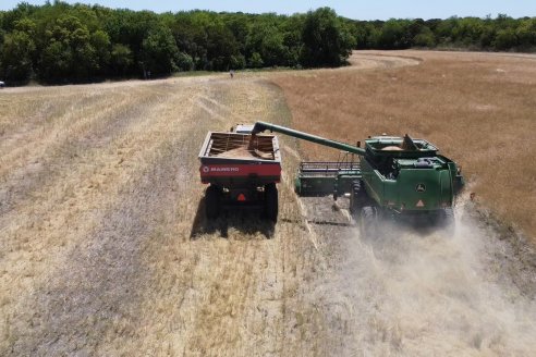 La carinata de Antelo rindió un promedio de 18 quintales a pesar de la seca y las heladas tardías