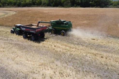 La carinata de Antelo rindió un promedio de 18 quintales a pesar de la seca y las heladas tardías