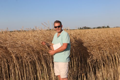 Wendler: “Es la primera vez que cultivamos carinata, razón por la que tomamos todos los cuidados"