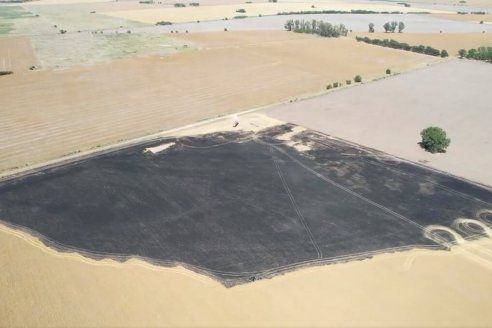 Agricultor de Arrecifes denunció que delincuentes en moto incendiaron su lote de trigo por cosechar