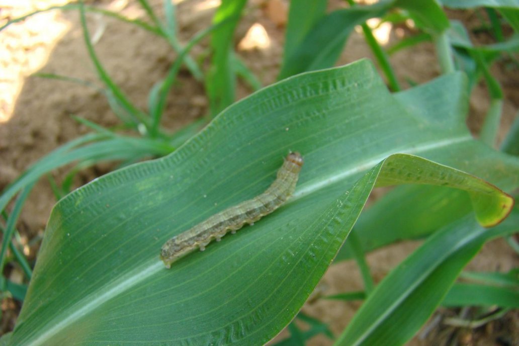 La sequía cambia la dinámica de insectos y disminuye la eficiencia de aplicación