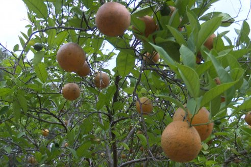 Etiquetan envases de citrus con tratamiento cuarentenario