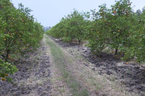 Visita a Establecimiento San Rafael - Una de las pocas quintas citricolas de Departamento Federal