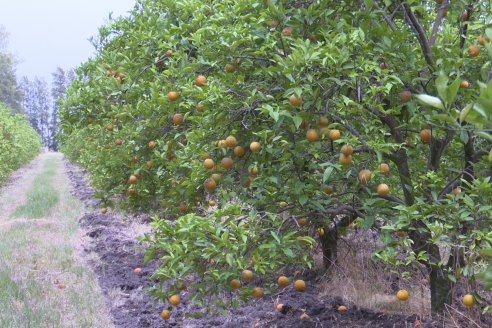 Visita a Establecimiento San Rafael - Una de las pocas quintas citricolas de Departamento Federal