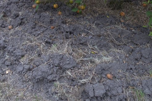 Visita a Establecimiento San Rafael - Una de las pocas quintas citricolas de Departamento Federal