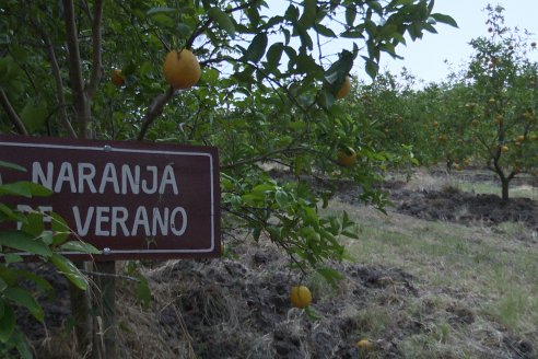 Visita a Establecimiento San Rafael - Una de las pocas quintas citricolas de Departamento Federal