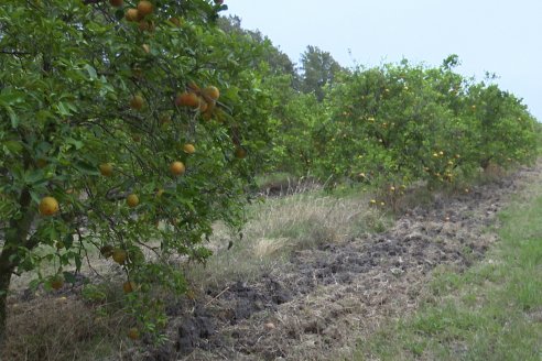 Visita a Establecimiento San Rafael - Una de las pocas quintas citricolas de Departamento Federal