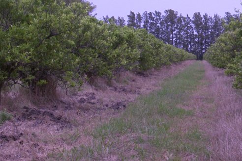 Visita a Establecimiento San Rafael - Una de las pocas quintas citricolas de Departamento Federal