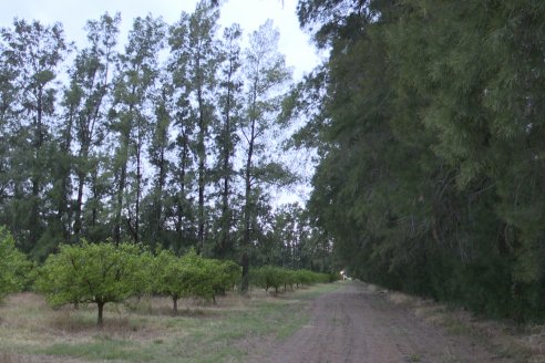 Visita a Establecimiento San Rafael - Una de las pocas quintas citricolas de Departamento Federal