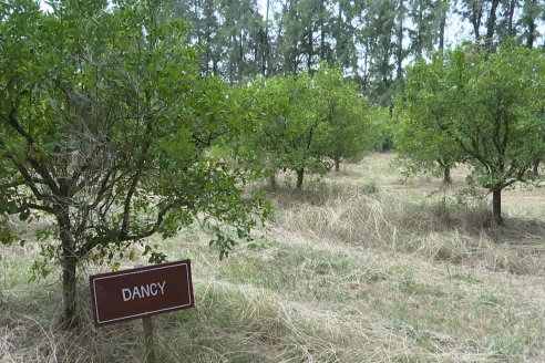 Visita a Establecimiento San Rafael - Una de las pocas quintas citricolas de Departamento Federal