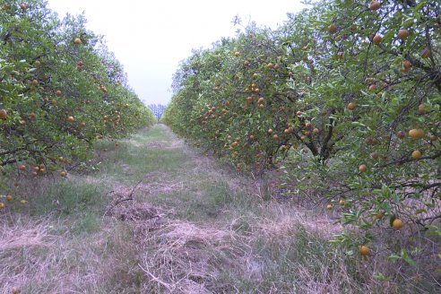 Visita a Establecimiento San Rafael - Una de las pocas quintas citricolas de Departamento Federal