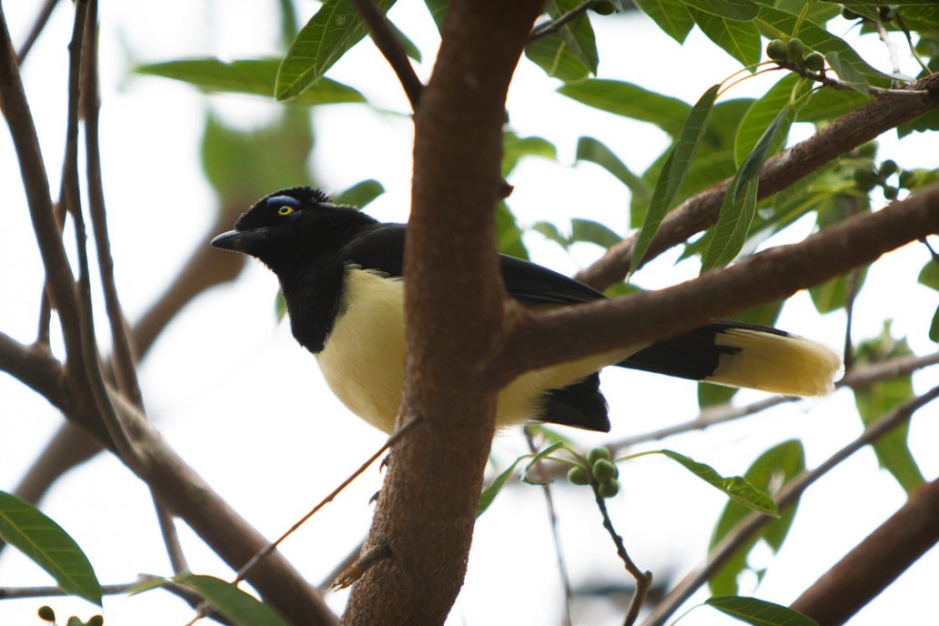 La atención está puesta en las aves migratorias.