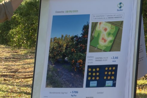 Jornada Técnica a Campo de Stoller Argentina: Manejo y herramientas para estrés en citricos en Colonia Racedo, Federación