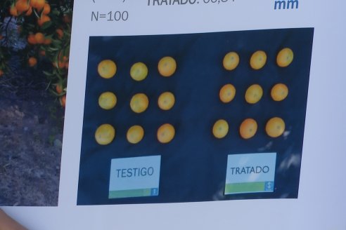 Jornada Técnica a Campo de Stoller Argentina: Manejo y herramientas para estrés en citricos en Colonia Racedo, Federación