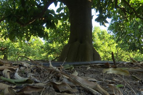 Jornada Técnica a Campo de Stoller Argentina: Manejo y herramientas para estrés en citricos en Colonia Racedo, Federación