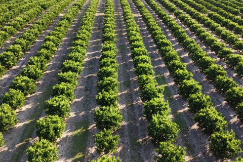 Jornada Técnica a Campo de Stoller Argentina: Manejo y herramientas para estrés en citricos en Colonia Racedo, Federación