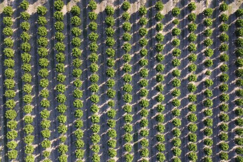 Jornada Técnica a Campo de Stoller Argentina: Manejo y herramientas para estrés en citricos en Colonia Racedo, Federación