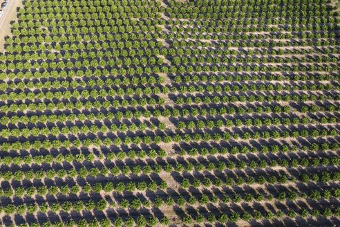 Jornada Técnica a Campo de Stoller Argentina: Manejo y herramientas para estrés en citricos en Colonia Racedo, Federación