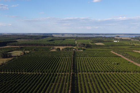 Jornada Técnica a Campo de Stoller Argentina: Manejo y herramientas para estrés en citricos en Colonia Racedo, Federación