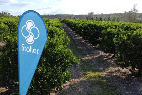 Jornada Técnica a Campo de Stoller Argentina: Manejo y herramientas para estrés en citricos en Colonia Racedo, Federación