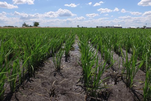 Cultivo de Arroz - Lote Familia Cattaneo, Arroyo Sandoval, Dpto Villaguay - Ing. Nicolas Galeano - Coop.San Salvador Ltda