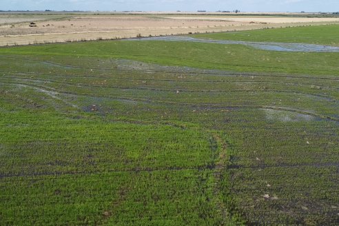 Cultivo de Arroz - Lote Familia Cattaneo, Arroyo Sandoval, Dpto Villaguay - Ing. Nicolas Galeano - Coop.San Salvador Ltda