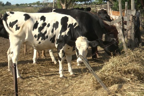 Visita a Tambo Asociativo Colonia Reffino - Entre Ríos